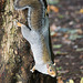Woodland squirrel
