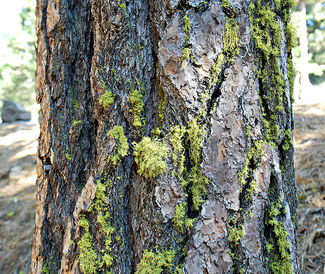 Bark texture.....