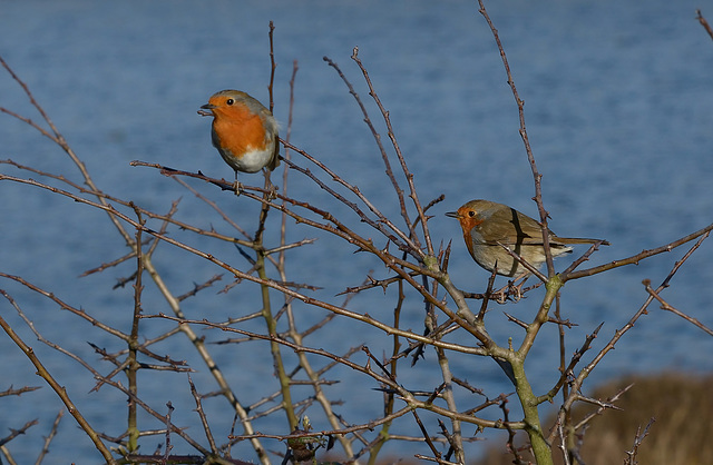 Die Rotkehlechen (Robins)