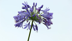 327/365 2025 another Agapanthus