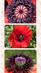 Mohn Variationen