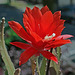 IMG 1477 Cactus en fleur (blog)