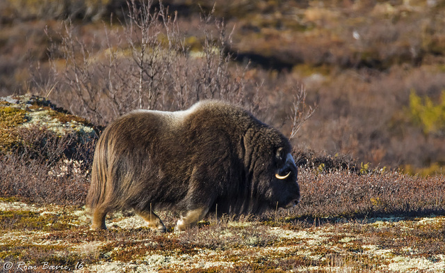 Muskox (Ovibos moschatus)