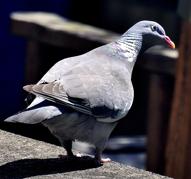 Pigeon poser.