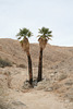 California palms