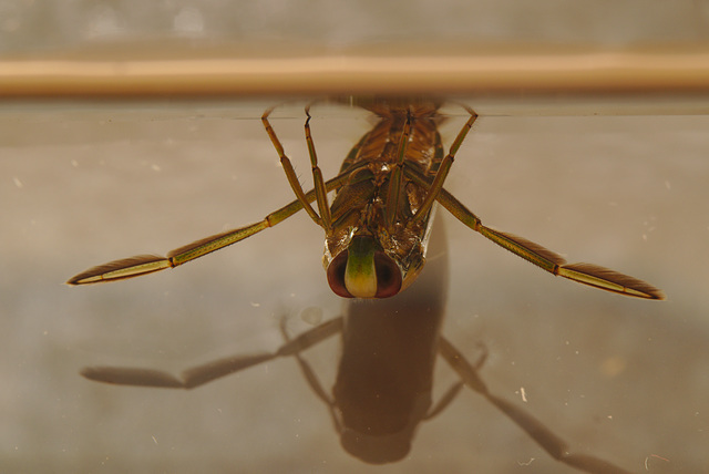 Water boatman EF7A9357