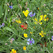 Some of the wonderful wild flower areas that North Tyneside Council are encouraging.