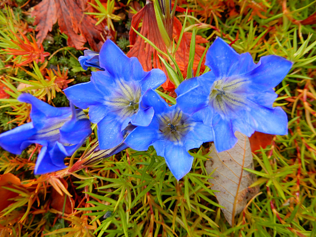 02 Gentiana sino - ornata Herbstenzian