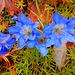 02 Gentiana sino - ornata Herbstenzian