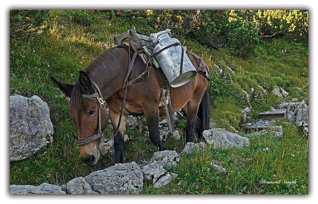 Säumen im Alpstein