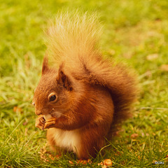 Red Squirrel at breakfast