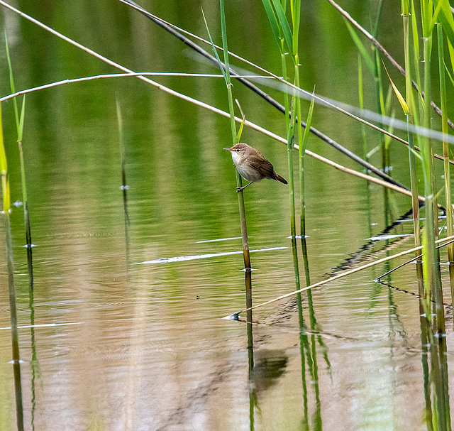 Reed warbler