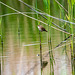 Reed warbler