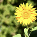 Sonnenblume
