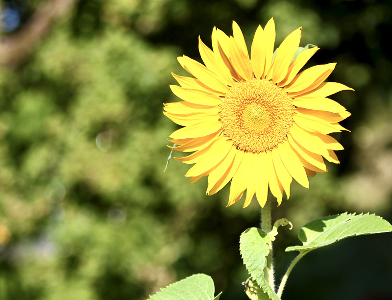 Sonnenblume