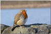 The beautiful Robin