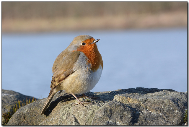 The beautiful Robin