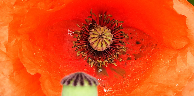 20230622 1078CPw [D~LIP] Klatsch-Mohn (Papaver rhoeas), Insekt, Bad Salzuflen