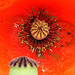 20230622 1078CPw [D~LIP] Klatsch-Mohn (Papaver rhoeas), Insekt, Bad Salzuflen