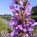 Gewöhnlicher Blutweiderich (Lythrum salicaria)