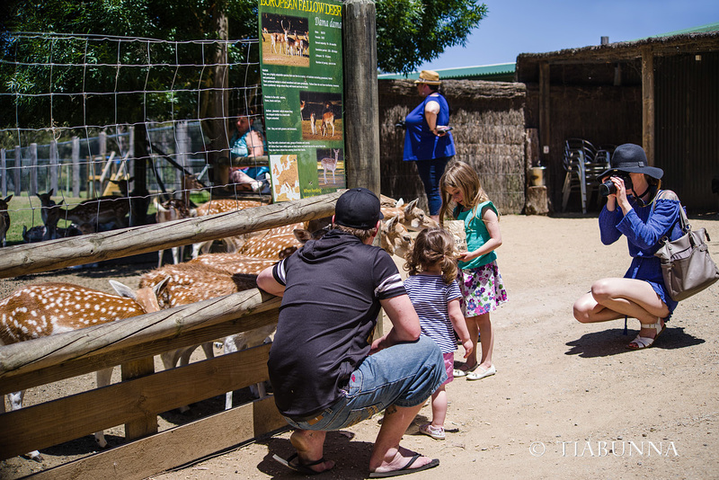 Photographing the deer and fences