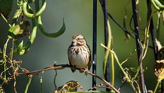 bruant chanteur-DSC08342x