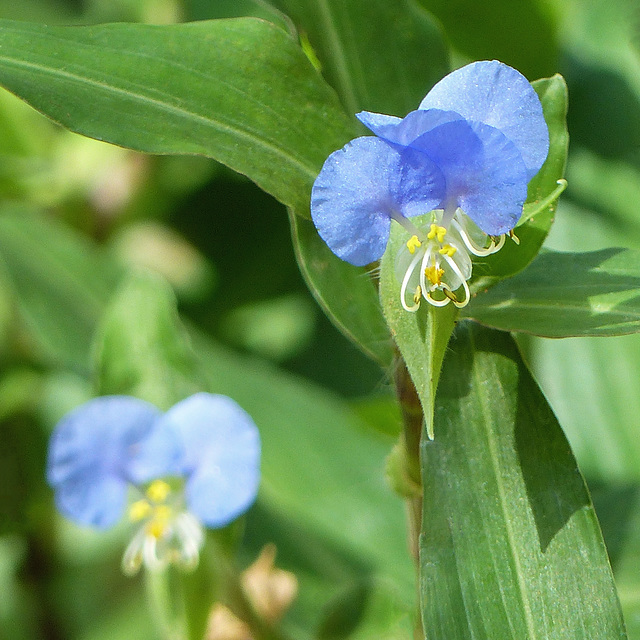 Commelina sp., Little Tobago trip, Day 3