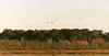 Sandhill Cranes over the Big Marsh