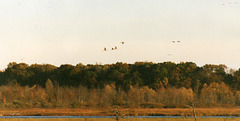Sandhill Cranes over the Big Marsh