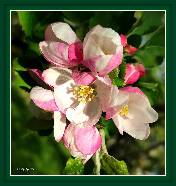 Flor de manzano