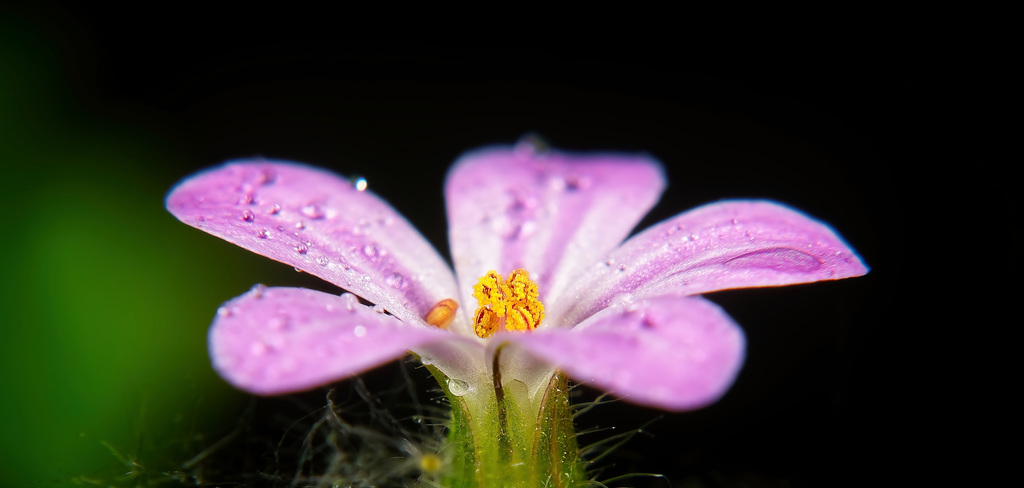 Das Ruprechtskraut nach einer regnerischen Nacht :))    The Geranium robertianum after a rainy night :))  Le Geranium robertianum après une nuit pluvieuse :))