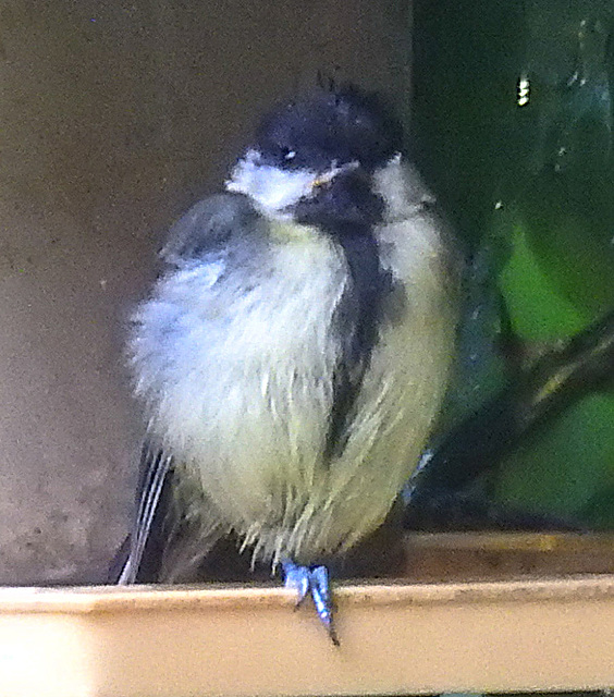 20230622 1095CPw [D~LIP] Kohlmeise (Parus major) [JV], Bad Salzuflen