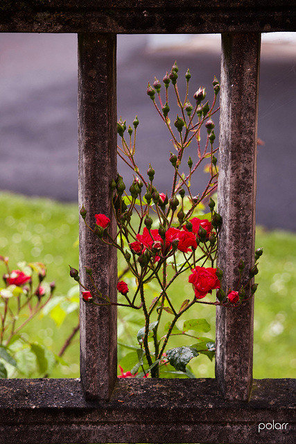 HFF. Happy Fence Friday from Sopelana