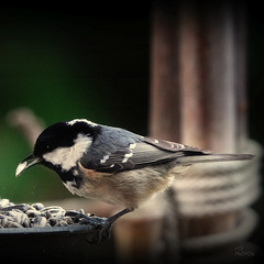 la Mésange noire, - Coal Tit, (Periparus ater)