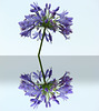 Artificial reflection