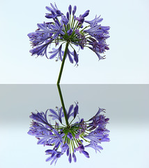 Artificial reflection Artificial reflection