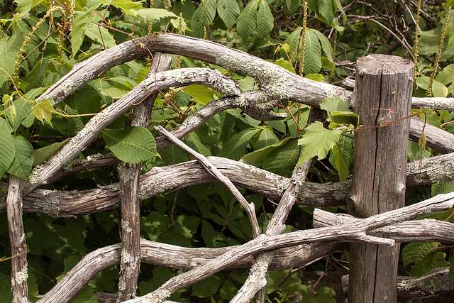 Olana fence 2