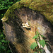 Shelf fungus