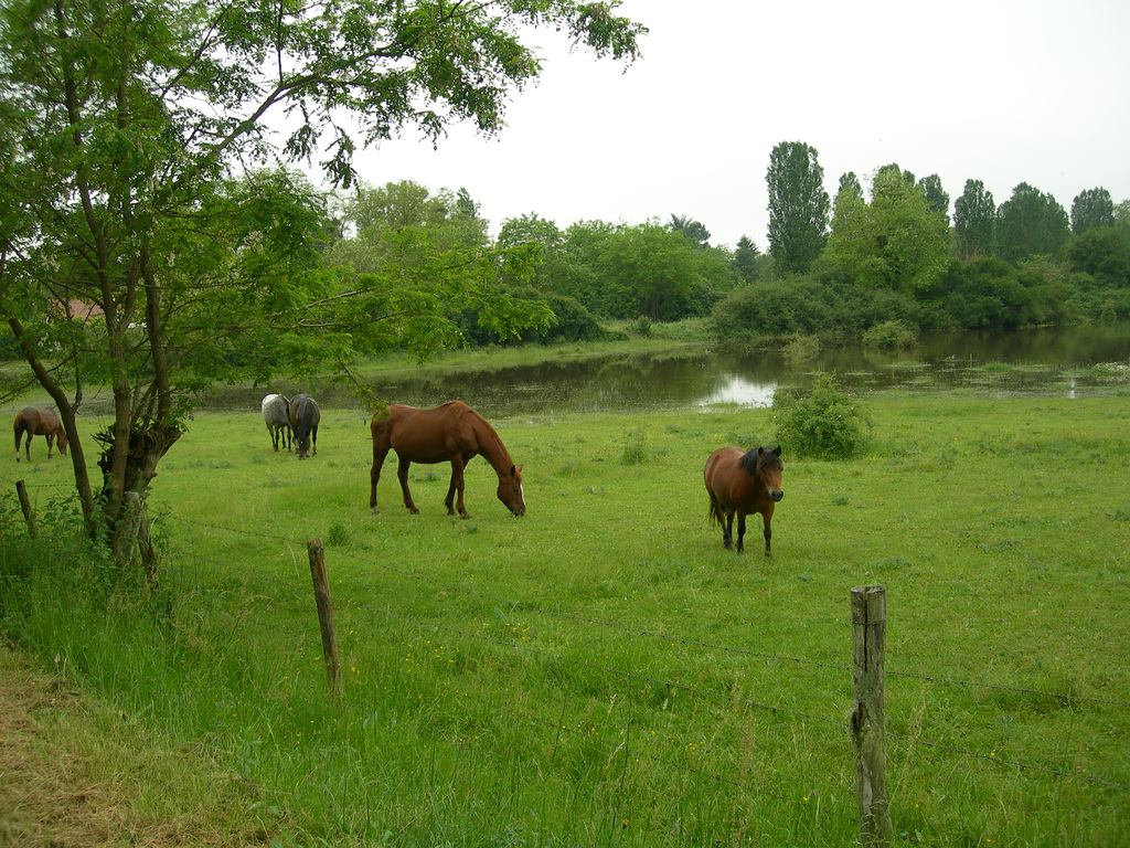 Histoires d'eau.(4)