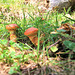 Pilze im Bergwald