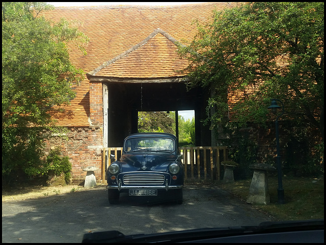 Morris at Stonehill Farm