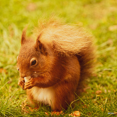 Red Squirrel at breakfast