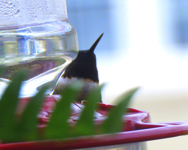 This male hummingbird ended his migration and returned to our sugar water feeder today, May 10th.