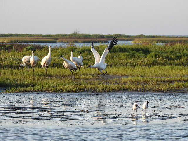Day 3, Whooping Cranes taking off Day 3, Whooping Cranes taking off