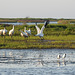 Day 3, Whooping Cranes taking off