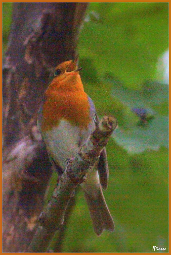 Rouge Gorge déployée
