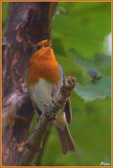 Rouge Gorge déployée