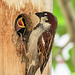 House Sparrow feeding babies in cavity
