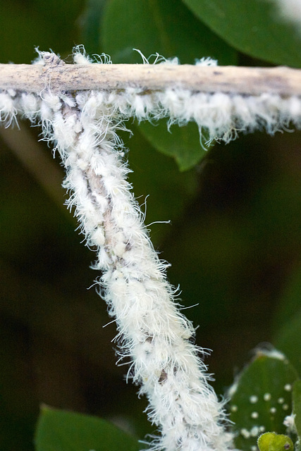 Mealybugs