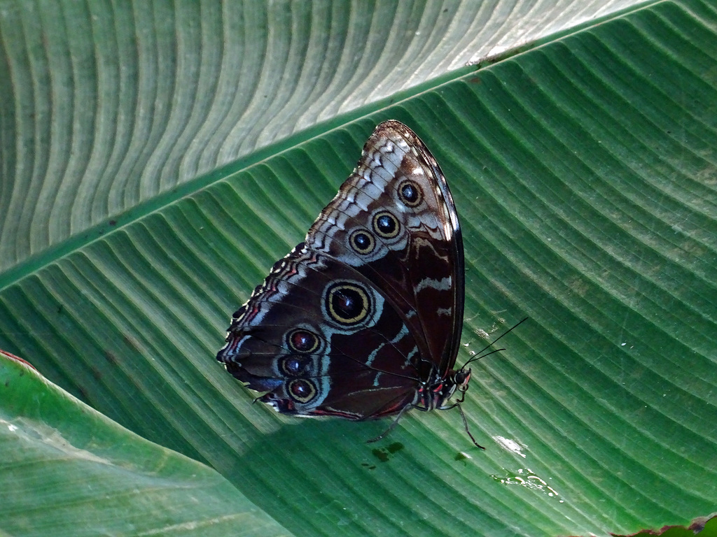 underrated ¡ the exciting patterns on butterfly-wings!